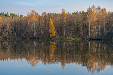 Fototapeta premium The autumn forest surrounds a beautiful forest lake on the surface of which the blue sky is reflected