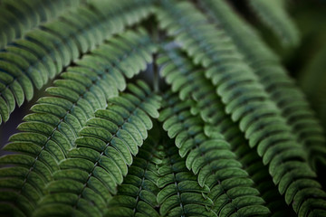 Abstract green fern  backgground in nature.