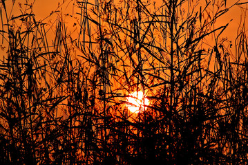 Silhouette of plant with sunset sky background