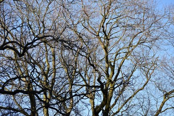 Bare tree branches against blue sky.