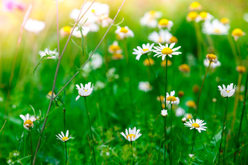 Spring green blooming wild meadow field with flowering camille on the sunlight