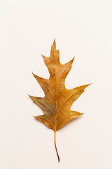 Top view of a single autumn leaf on a white canvas background