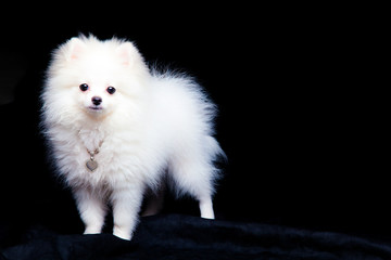 dog,반려견,강아지,멍멍이,푸들,포유동물,애견미용,애견,강아지,멍멍,개,귀여운,반려견사진,귀여운강아지,새끼강아지,pet,애완동물 © SUNGJIN