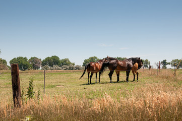 Fototapeta na wymiar Three horses standing in a fenced pasture