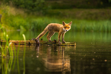 Red fox, vulpes vulpes, adult fox with young