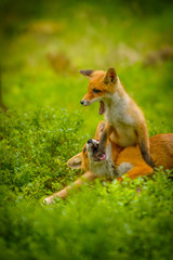 Red fox, vulpes vulpes, adult fox with young