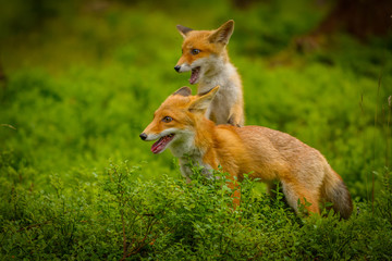 Red fox, vulpes vulpes, adult fox with young