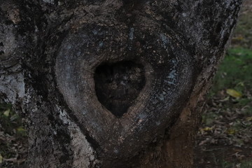 Heart in tree