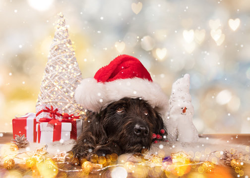 Black dog in santa outfit and christmas gifts