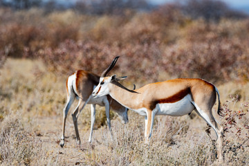 Gazelle springbock parc national d'etosha en Namibie	