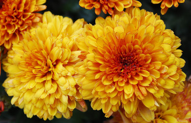  orange chrysanthemums blooming on a sunny autumn day