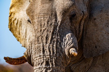Éléphant d’Afrique au parc national d'etosha en Namibie