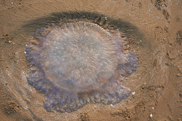 Top view of beautiful jellyfish on the beach
