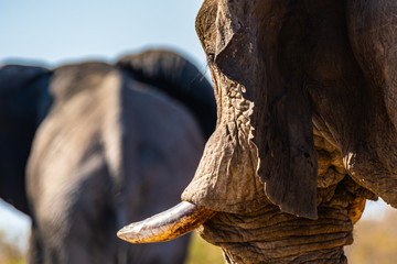 Éléphant d’Afrique au parc national d'etosha en Namibie
