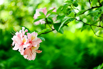 Obraz premium flower in garden