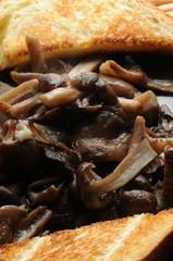 Armillaria mellea ft9110_1006 Funghi chiodini Honey fungus