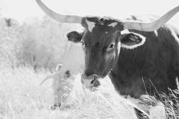 Rustic Texas Longhorn cow portrait, grazing fall grass in black and white.
