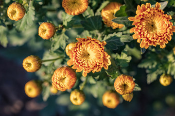 Purple chrysanthemums close up in autumn Sunny day in the garden. Autumn flowers. Flower head