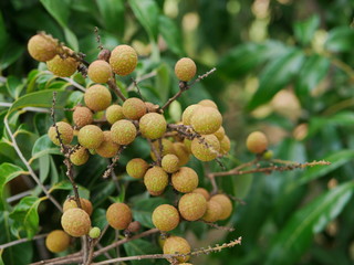 Young longan fruits on the top of its tree with defocus background of its green leaves in the North of Thailand