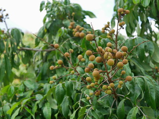 Young longan fruits on the top of its tree, with its green leaves in the background, in the North of Thailand