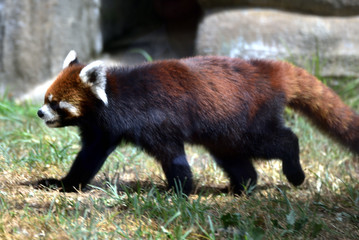 レッサーパンダ