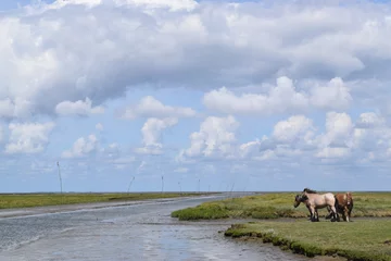Tuinposter Wild horses at the coastline of Groningen The Netherlands © PaulienD_22