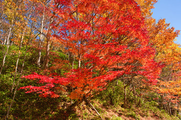 秋のトムラウシ温泉