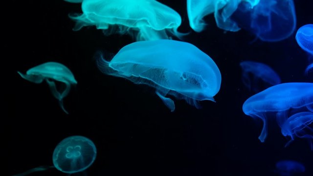 Jellyfish change color according to the fire in the aquarium.