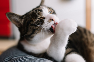 猫 © makieni