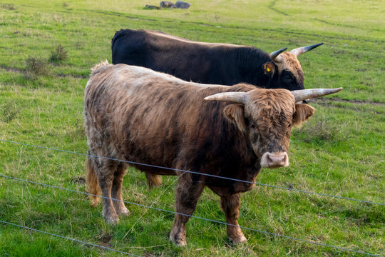 Aurochs with horns looking