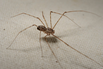Araña tigre