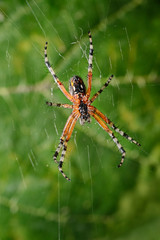araña en su red