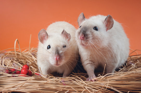 Two friendly Siamese rats sit in a nest of straw on an orange background.