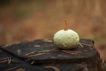 Small decorative pumpkin on a stump in the forest. Halloween preparations. Harvesting