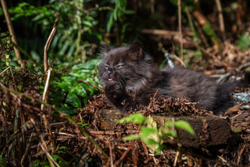 Cute little Kitten playing outdoors in the grass during a sunny day. Taken in Ketchikan, Alaska, United States.