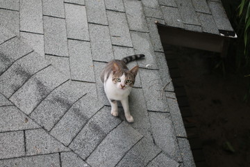 Kitty on the Roof