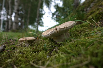 various mushrooms in different colors and sizes