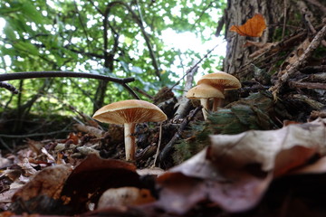 various mushrooms in different colors and sizes
