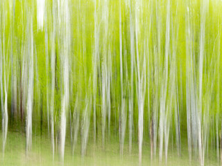 An abstract of  forest of aspen 