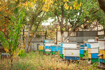 Apiary with wooden old beehives in fall. Preparing bees for wintering. Autumn flight of bees before frosts. Warm weather in apiary in fall.