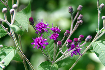 Purple flowers