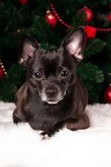 Black dog chihuahua on christmas tree background