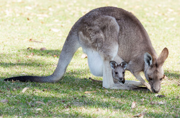 kangaroo with baby