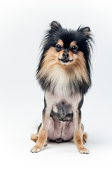 개, 애완 동물, animal, 포메라니안, 강아지, 백, 고립시키는, 귀여운, 갈색, 송곳니, 애완 동물, 작은, 치와와, 흰색 배경, 콜리, 인물사진, 순종, 계통, 스피츠, 앉아있는, 셰틀랜드 제도, animal, 포유동물, 개