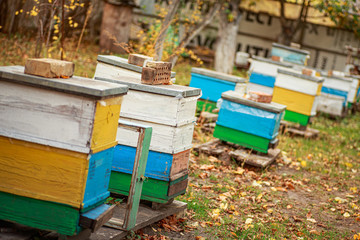 Apiary with wooden old beehives in fall. Preparing bees for wintering. Autumn flight of bees before frosts. Warm weather in apiary in fall.