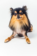 개, 애완 동물, animal, 포메라니안, 강아지, 백, 고립시키는, 귀여운, 갈색, 송곳니, 애완 동물, 작은, 치와와, 흰색 배경, 콜리, 인물사진, 순종, 계통, 스피츠, 앉아있는, 셰틀랜드 제도, animal, 포유동물, 개