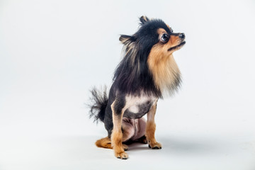 개, 애완 동물, animal, 포메라니안, 강아지, 백, 고립시키는, 귀여운, 갈색, 송곳니, 애완 동물, 작은, 치와와, 흰색 배경, 콜리, 인물사진, 순종, 계통, 스피츠, 앉아있는, 셰틀랜드 제도, animal, 포유동물, 개