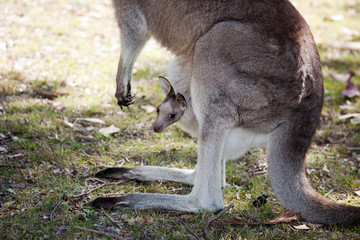 kangaroo with baby