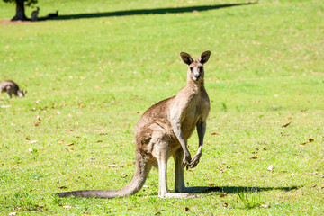 red kangaroo