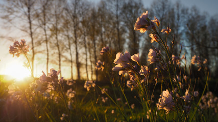 Champs de fleurs illuminées par le soleil couchant, à Nerbis dans les Landes